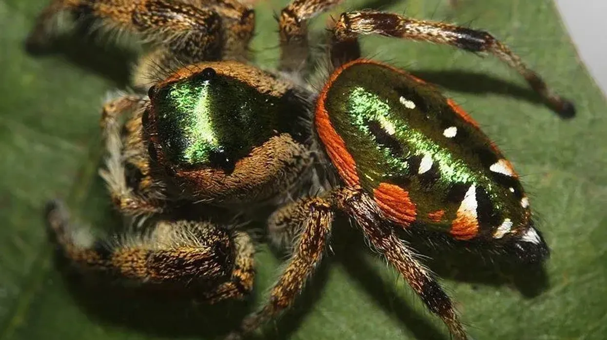 Golden jumping spider facts talk about the coloration of them.