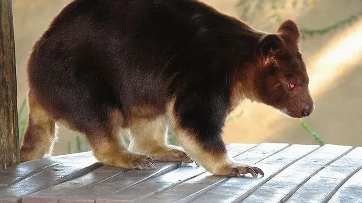 Golden-mantled tree-kangaroo facts are incredible and educational.