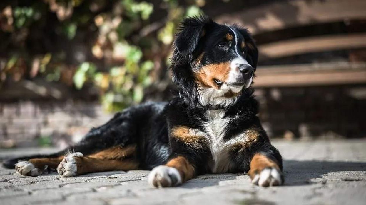 Golden Mountain Dog facts about the Bernese Mountain Dog Golden Retriever mix breed.