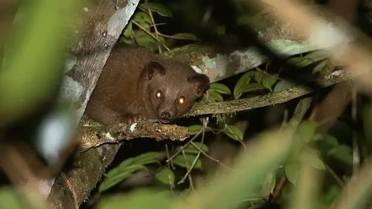 Golden palm civet facts are educational!