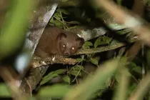 Golden palm civet facts are educational!