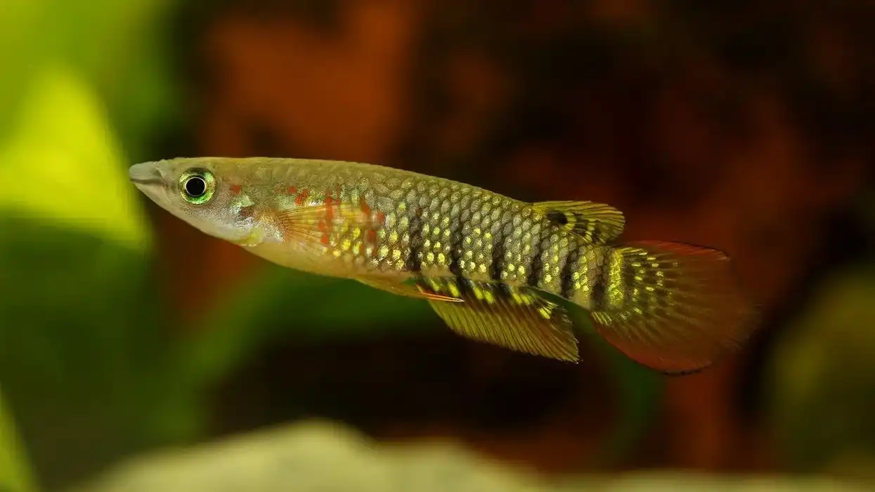 Golden panchax facts include information about them breeding in the wild.