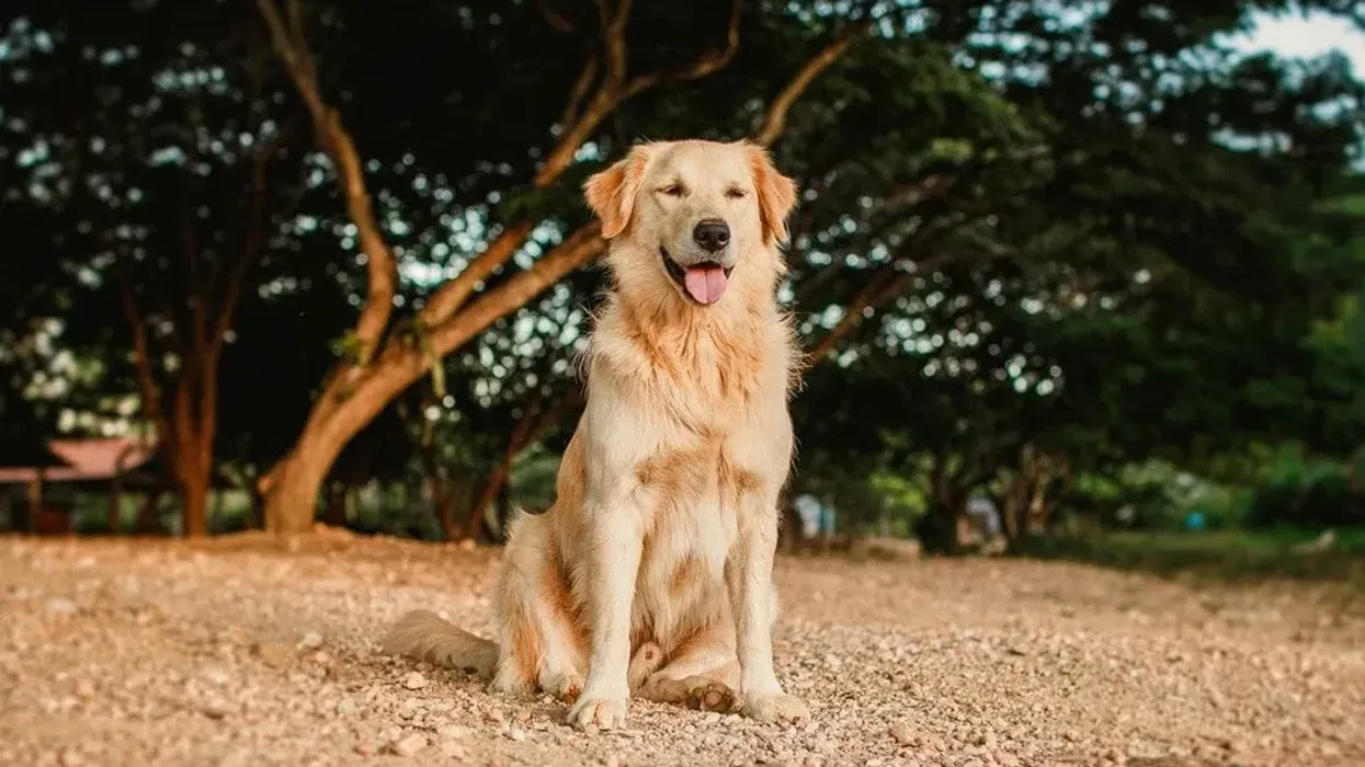 Golden Retriever Corgi mix facts, a designer dog from two popular breeds.
