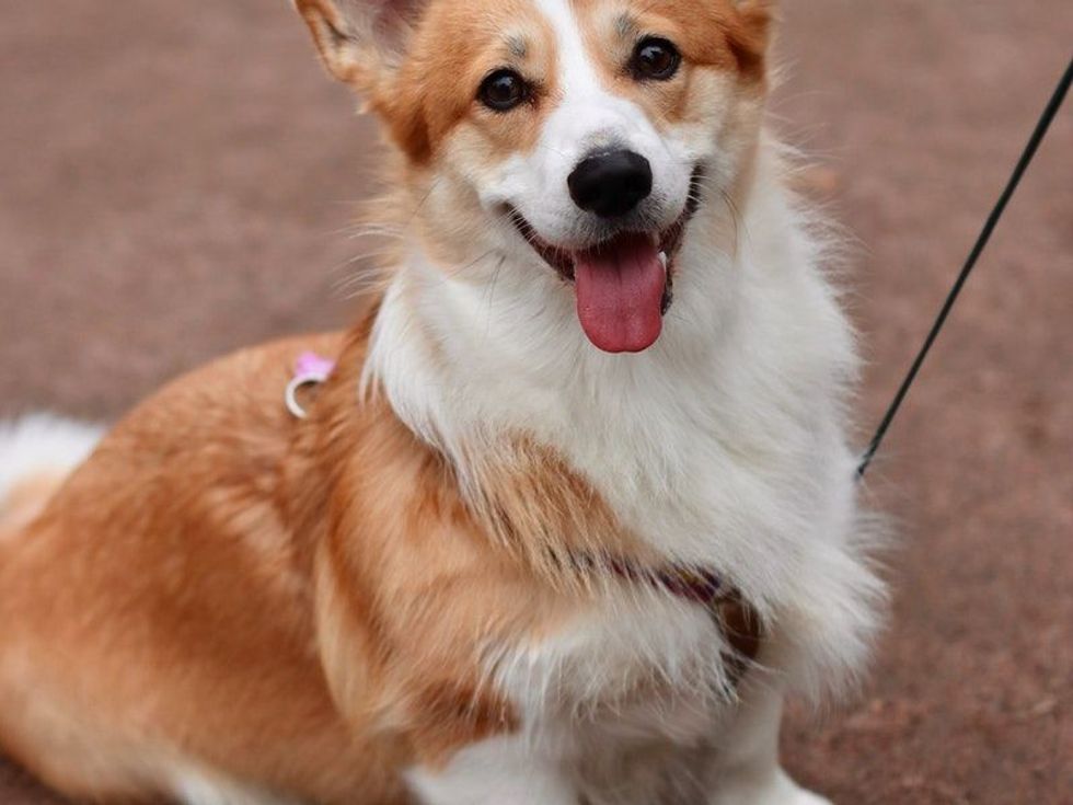 Fun Golden Retriever Corgi Facts For Kids 