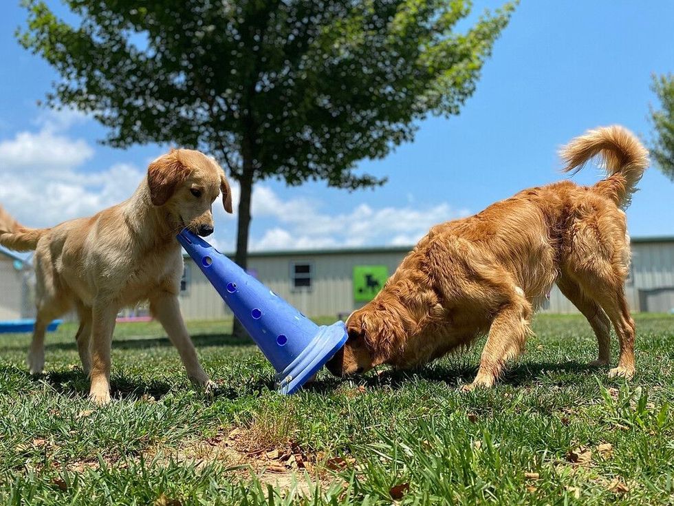 Golden retriever dogs engaged in memory brain work game.