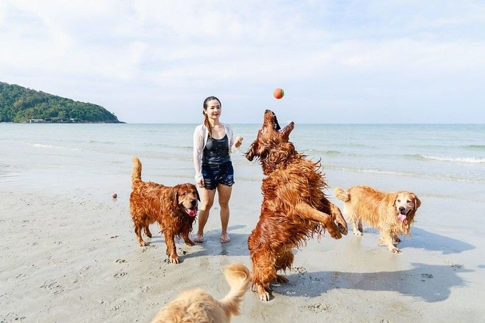 Golden retriever family and owner playing fetch game on the beach.