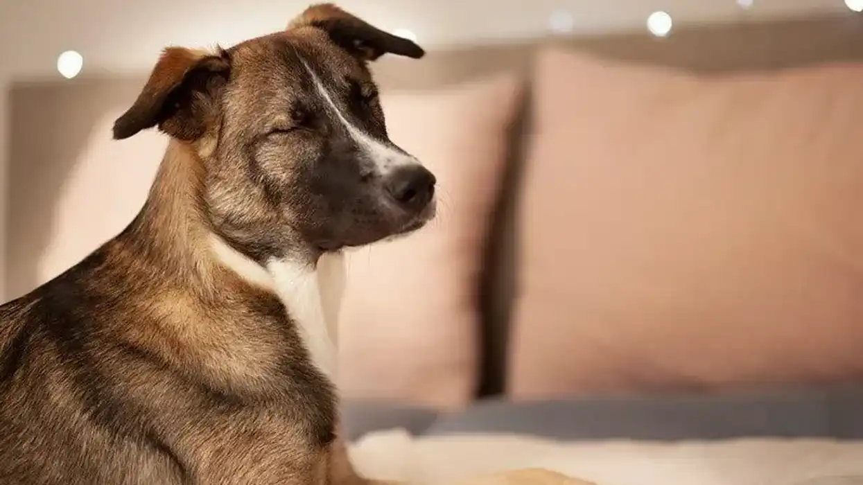 Golden Retriever Husky Mix facts, a perfect family dog to make your life happy