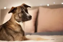 Golden Retriever Husky Mix facts, a perfect family dog to make your life happy