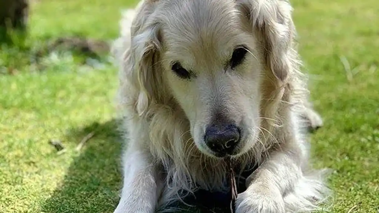 Golden Retriever Pitbull Mix Fact File