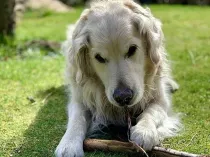 Golden Retriever Pitbull Mix Fact File