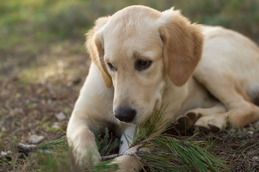 Golden retriever puppy dog lying on a dirt biting