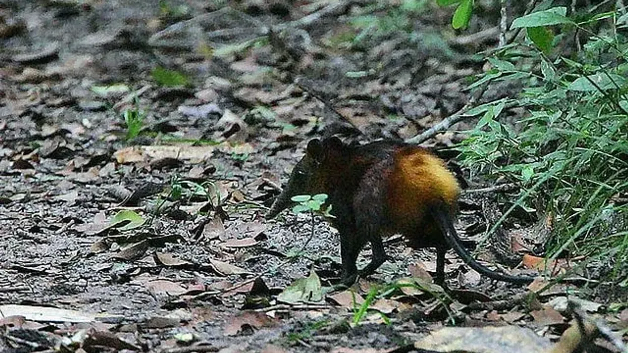 Golden-rumped elephant-shrew facts are interesting.