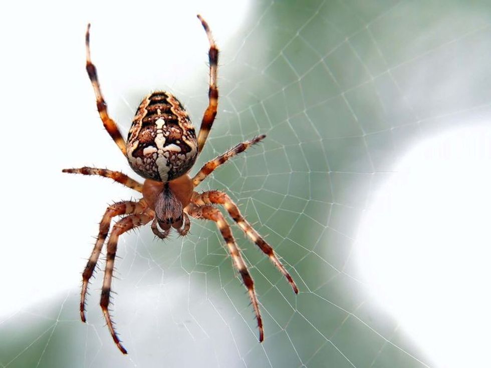 Golden silk orb-weaver in a net.