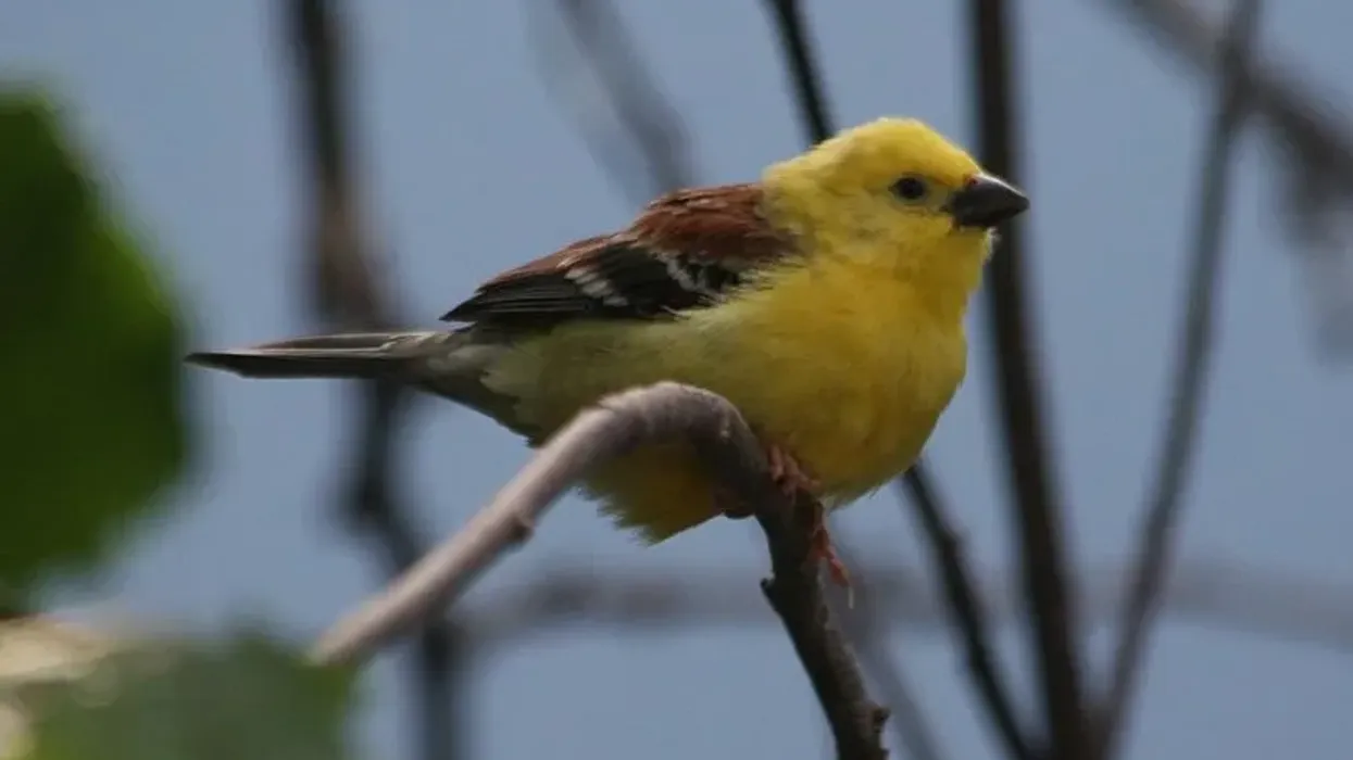 Golden sparrows facts tell us that the preferred habitat during winter is dense, bushy shrub.