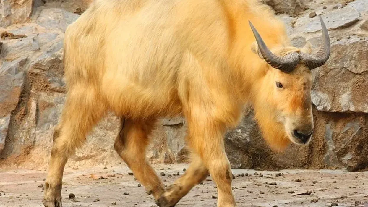 Golden takin facts, a hoofed mammal, found that lives in difficult terrains.