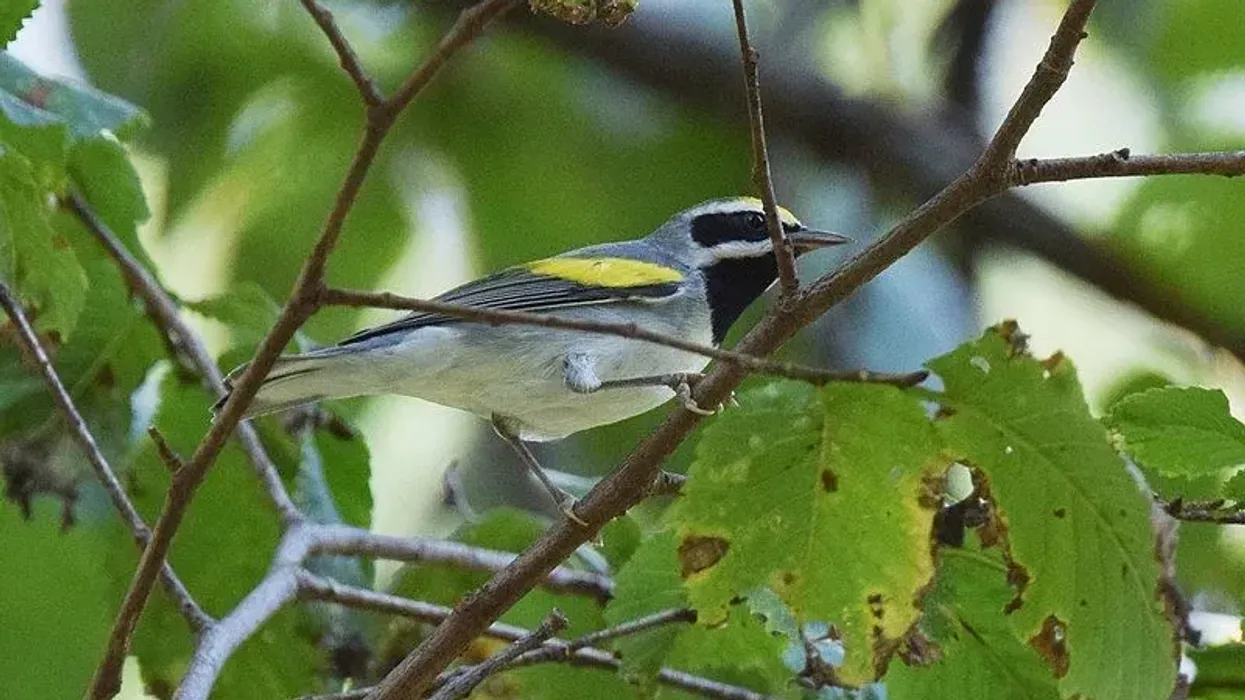 Golden-winged warbler facts about nest building and conservation are very interesting.