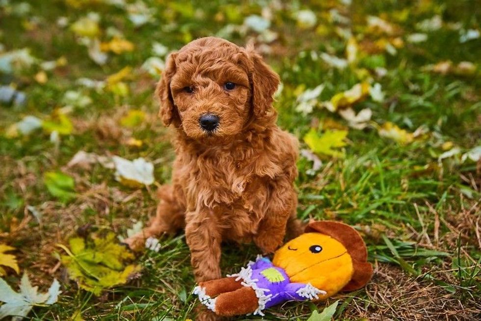 Goldendoodle puppy in field