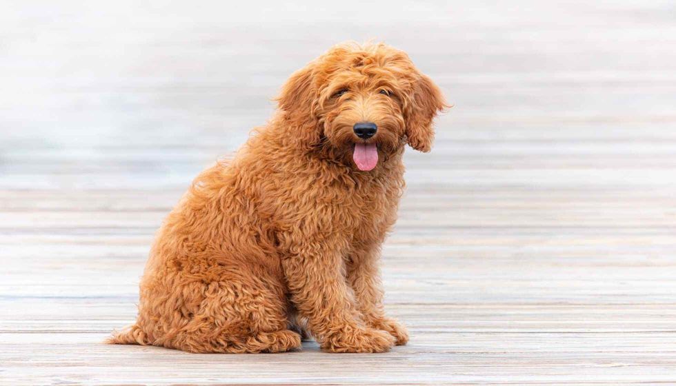 Goldendoodle puppy on pier.