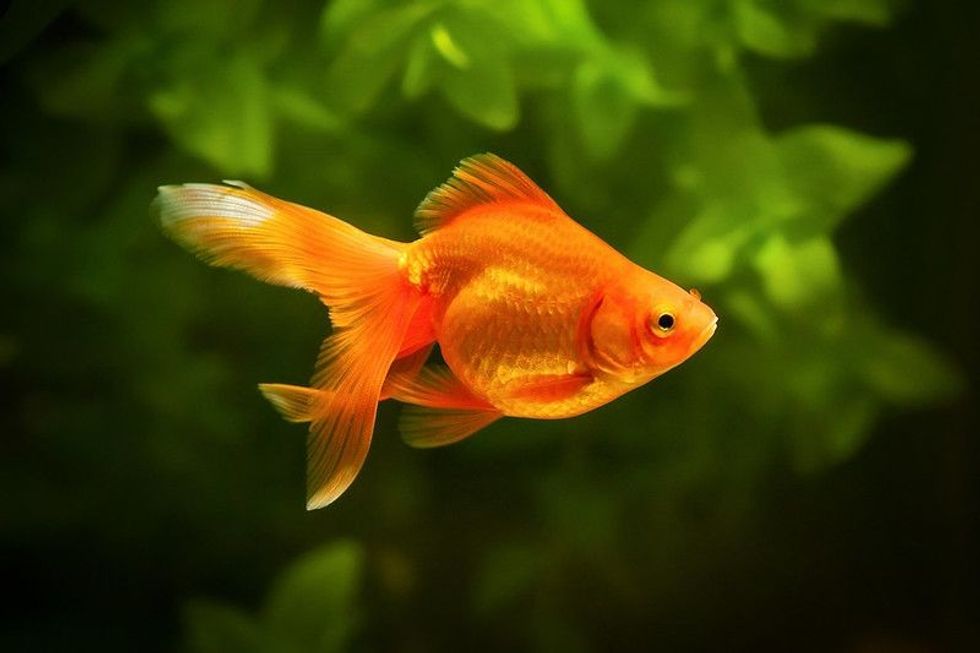 Goldfish in aquarium with green plants.