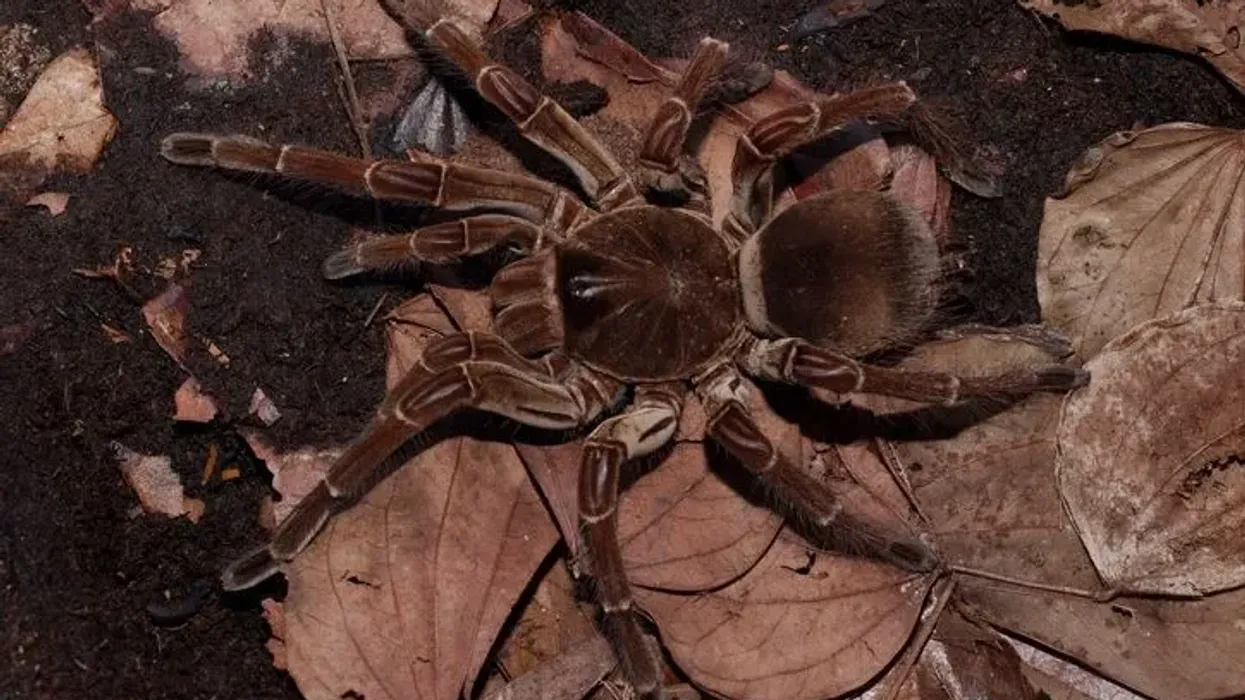 Goliath birdeater facts to bring you an amazing creature.