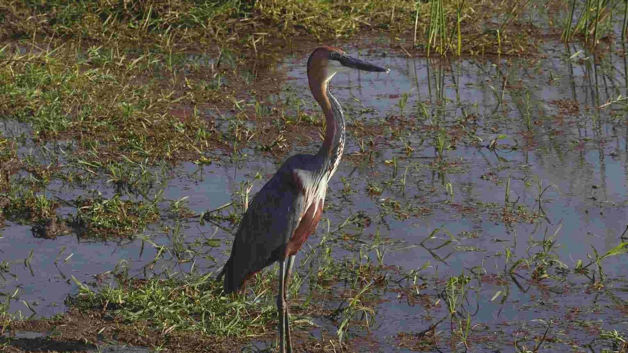Goliath Heron facts are interesting.