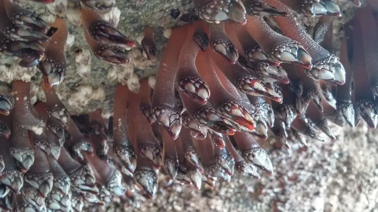 Goose barnacle facts you should know.