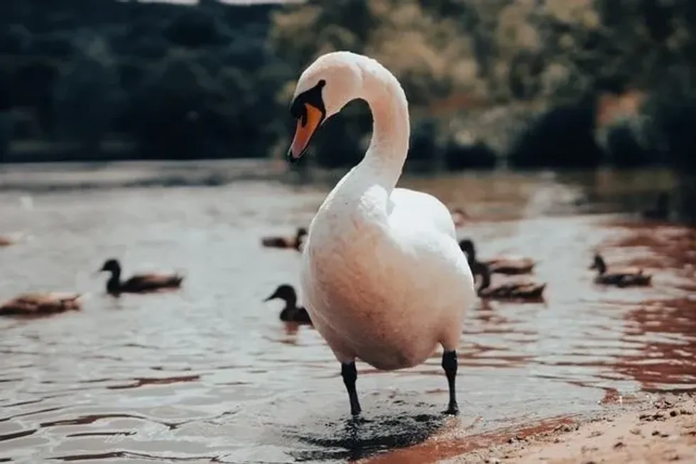 Goose Day is celebrated every year on September 29.