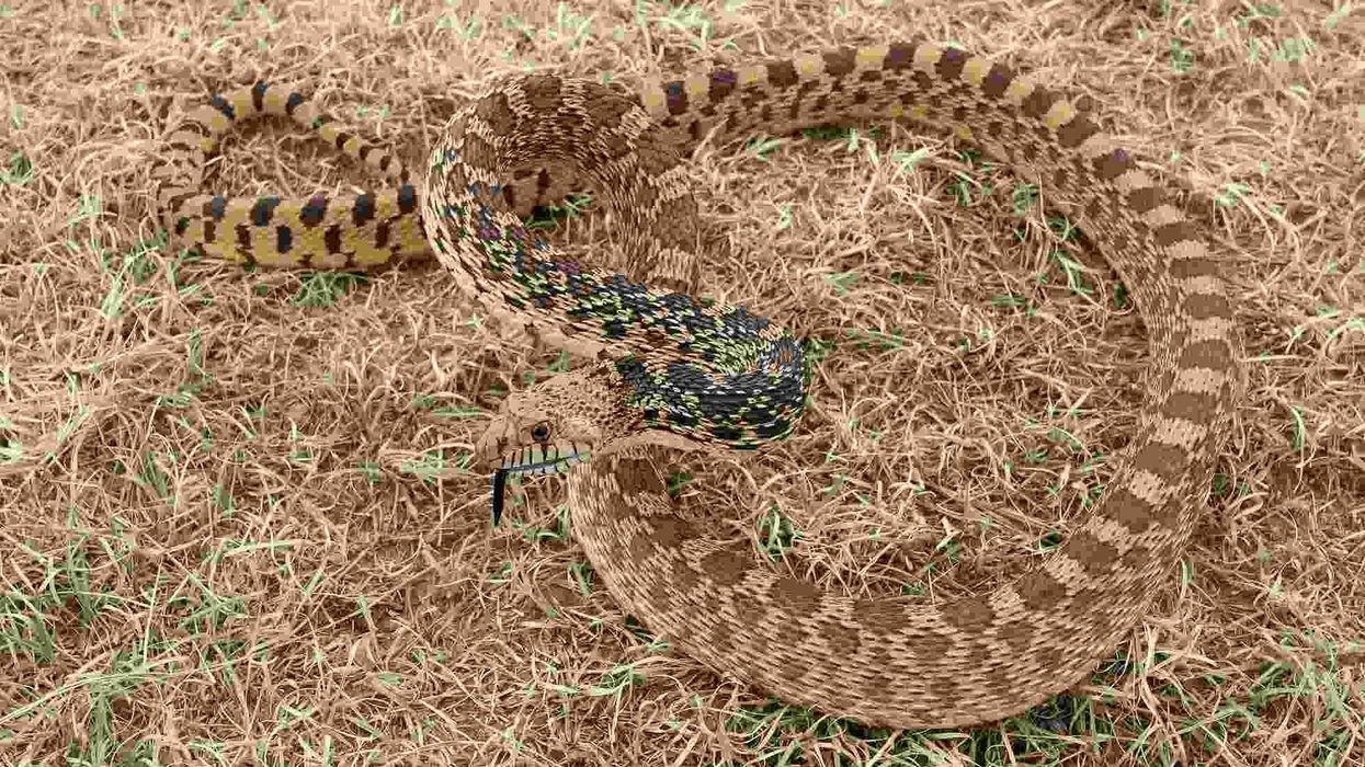 Gopher snake facts help to learn about snakes.