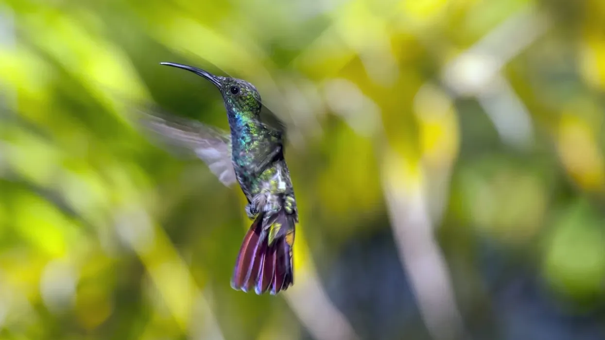 Gorgeous emerald-chinned hummingbird facts, is the hummingbird species that are capable of flying backward.