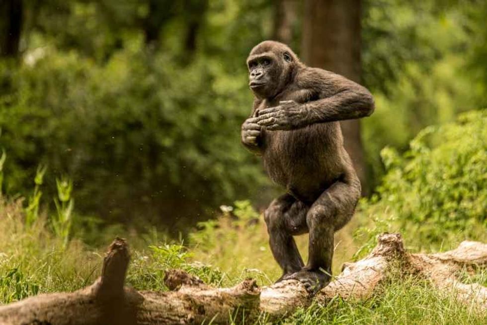 Are Gorillas Omnivores? The Gorilla's Diet Might Surprise You! | Kidadl