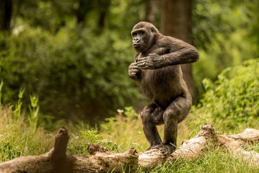 Are Gorillas Omnivores? The Gorilla's Diet Might Surprise You! 