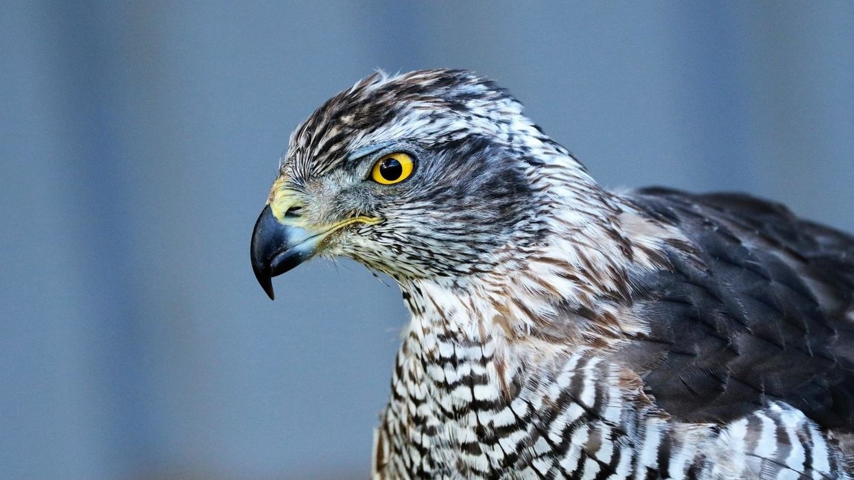 Goshawk facts can be enjoyed by everyone.