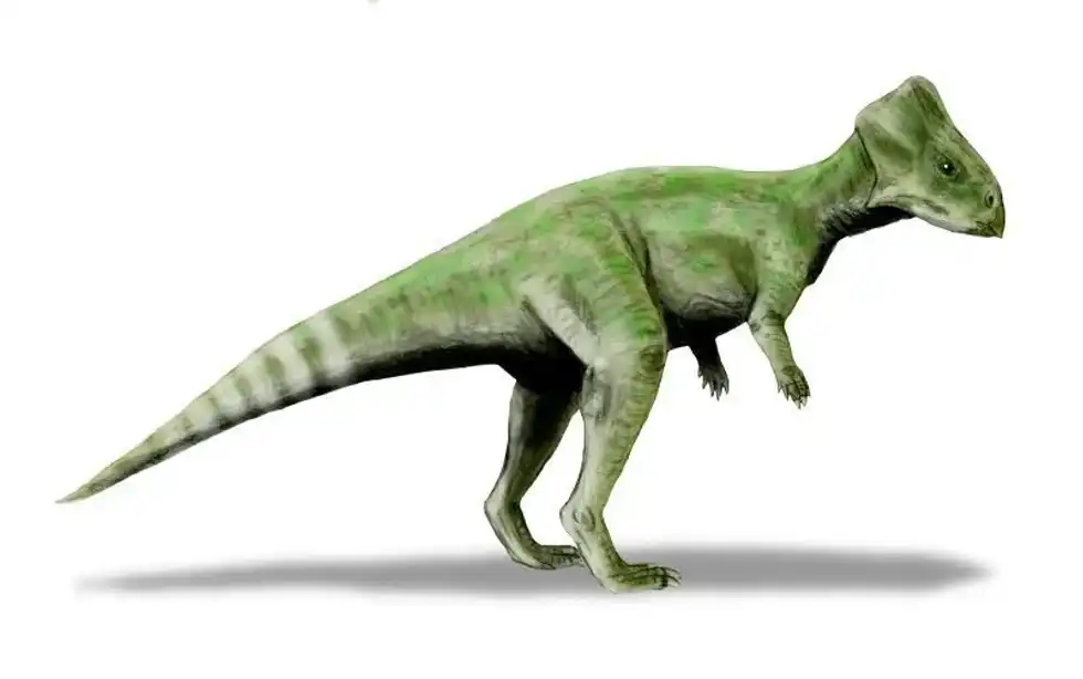 Graciliceratops facts will help you learn more about these dinosaurs.