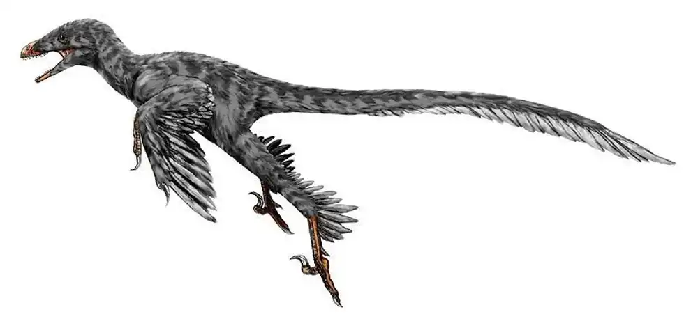 Graciliraptor facts highlight the most interesting description about this graceful thief.