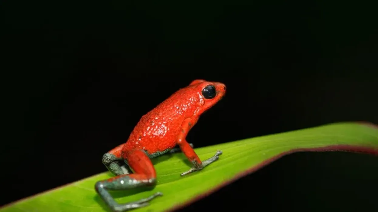 Granular poison frog facts about this Costa Rican species being one of the deadliest animals on the planet.