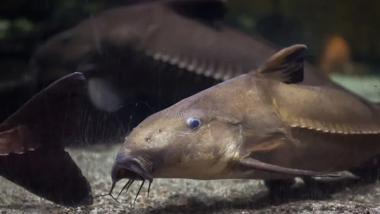 Granulated catfish are referred to as talking fish.