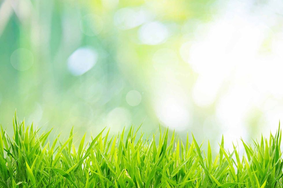 Grass field with sunny background.
