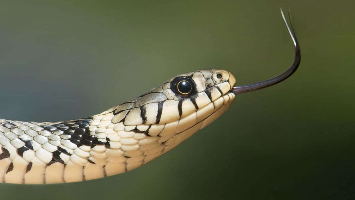Grass Snake facts are fun to know.