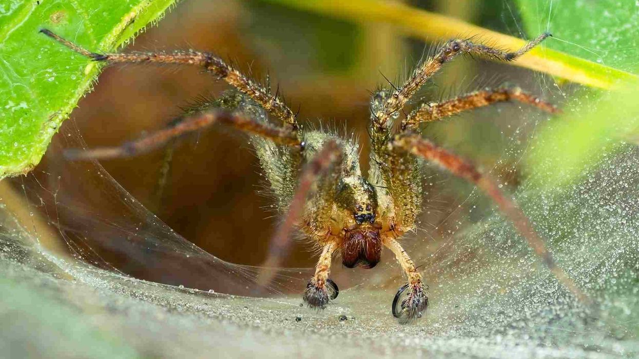 Grass spider facts for kids are educational!