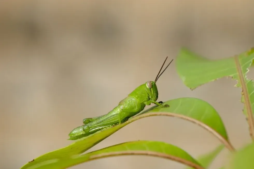 Grasshoppers feed on plants, but the question is can grasshoppers fly?