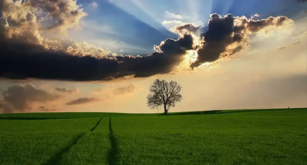 Grassland ecosystem facts suggest preserving the grasslands to maintain the ecological balance in the environment.