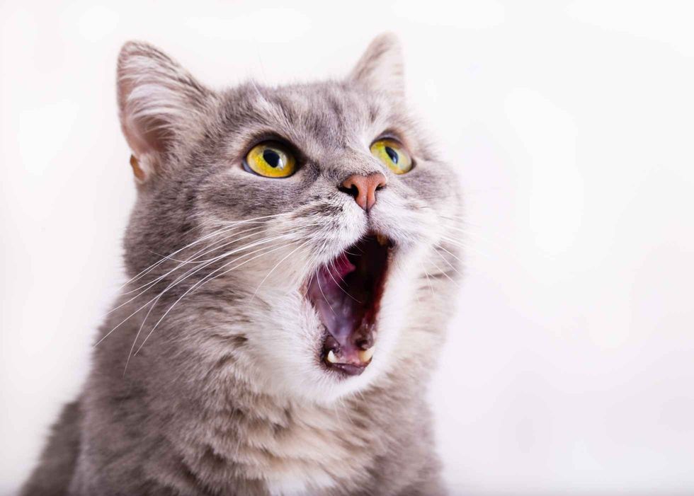 gray cat looks up, mewing and having widely opened a mouth