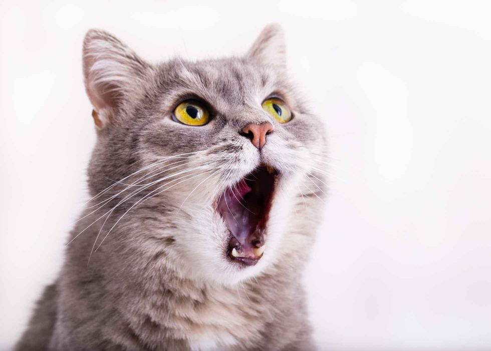 gray cat looks up, mewing and having widely opened a mouth
