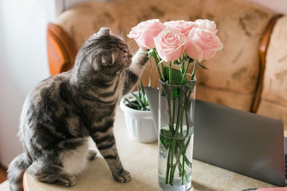 Gray cat touching pink roses in glass vase at home