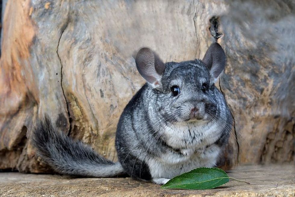 Gray Chinchilla on a wood background outdoor.