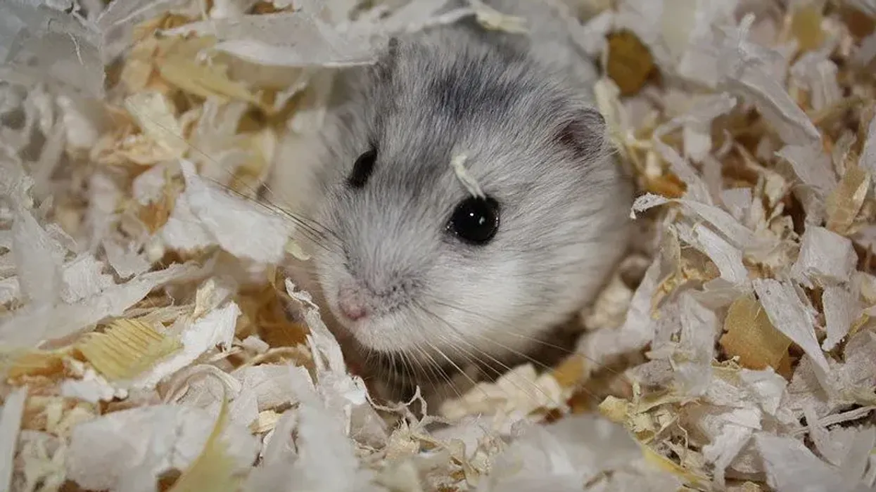 Gray dwarf hamster facts tell us about the food they eat.