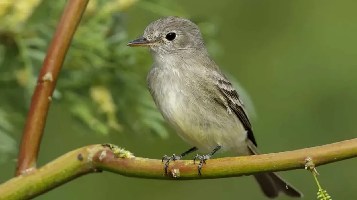 Gray flycatcher facts are fun to know.