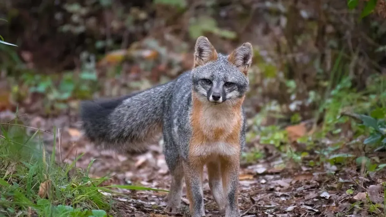 Gray fox facts are fun to read