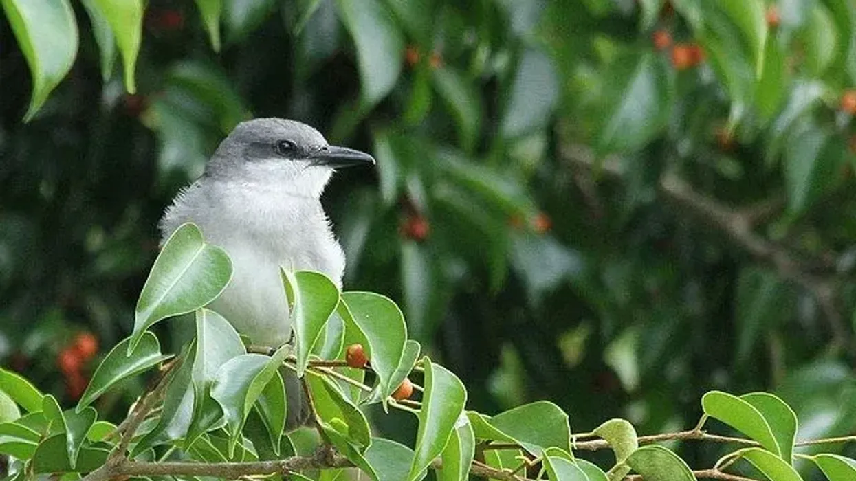 Gray kingbird facts talk about their distribution in South America.