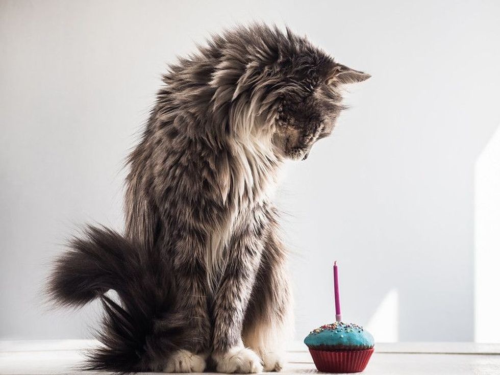 Gray kitten and a festive cupcake with one candle.
